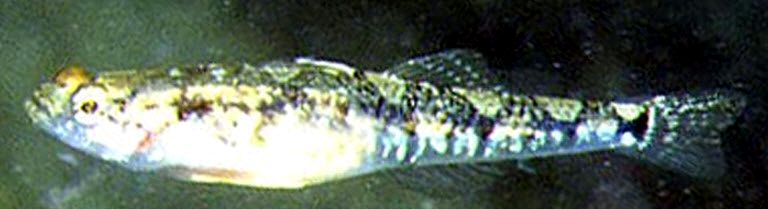 Pomatoschistus quagga_00568
